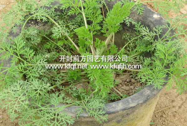 優(yōu)質(zhì)菊花種苗