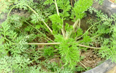 優(yōu)質菊花種苗
