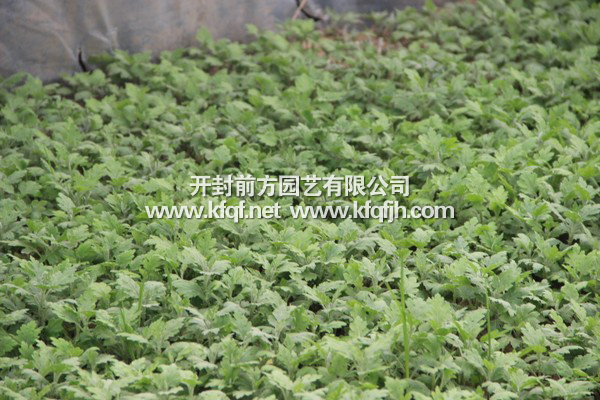 菊花種苗基地