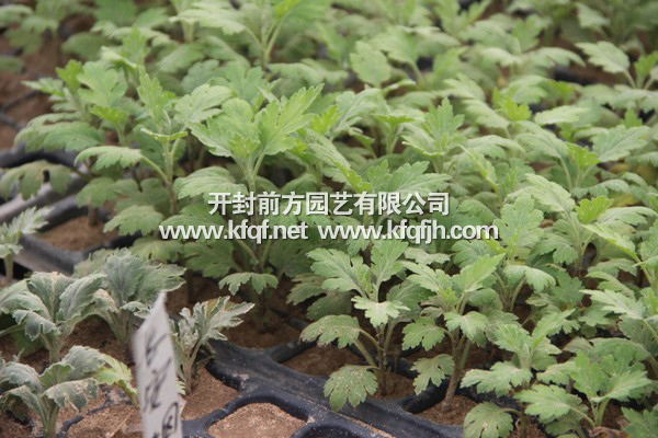 菊花種苗基地
