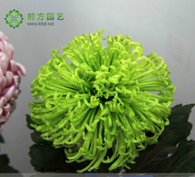 菊花種苗-綠安娜